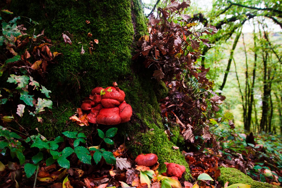 beefsteak mushroom