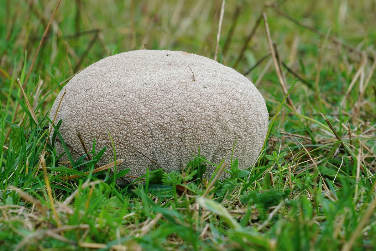 giant puffball in meadow