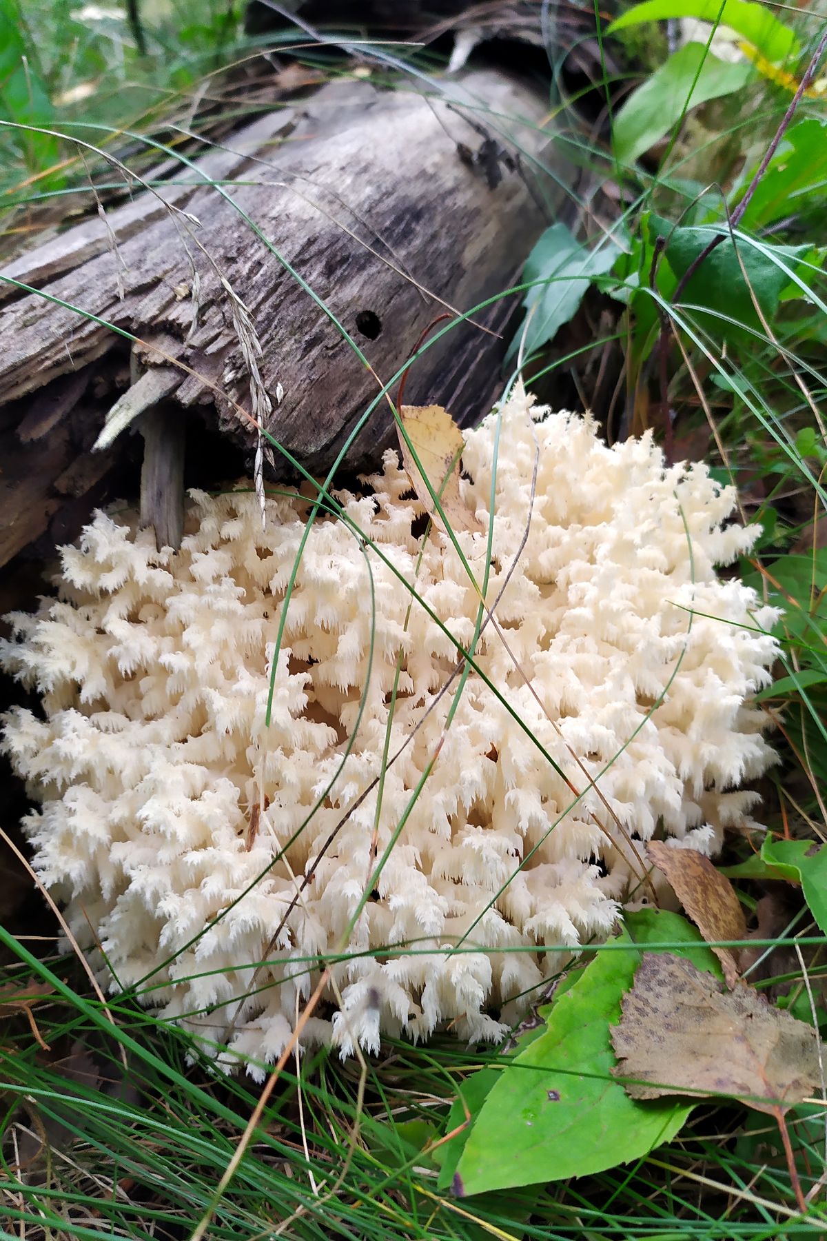 Hericium coralloides