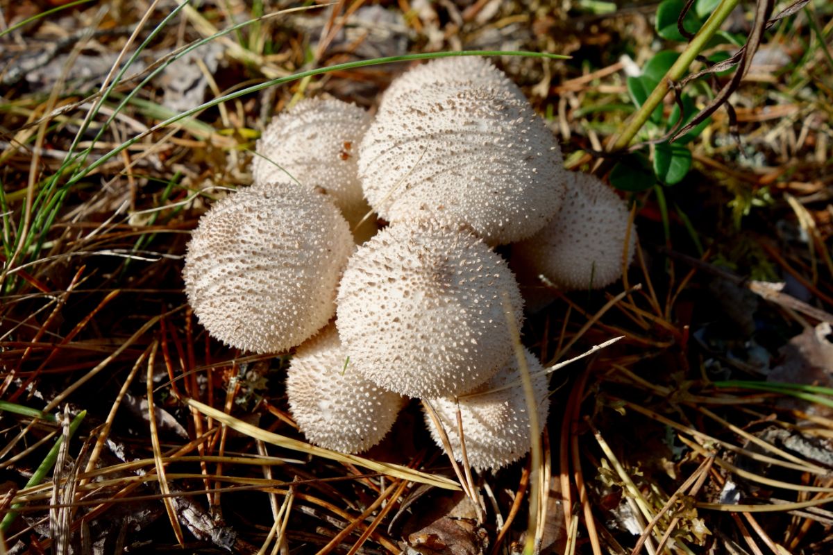 common little puffball mushrooms