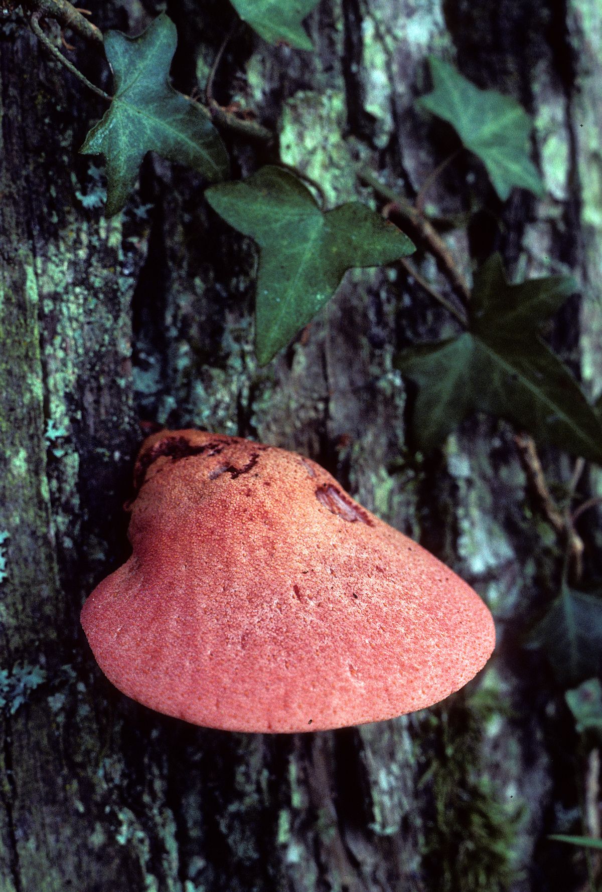 beefsteak mushroom red fungi