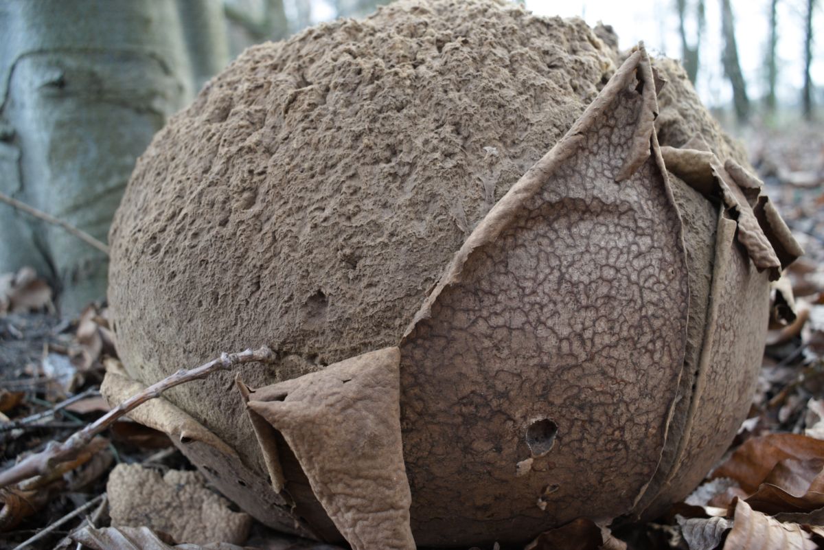 giant puffball brown spores