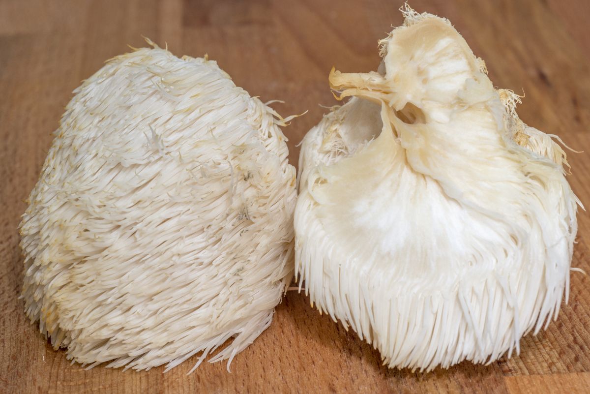 lions mane mushroom cut open