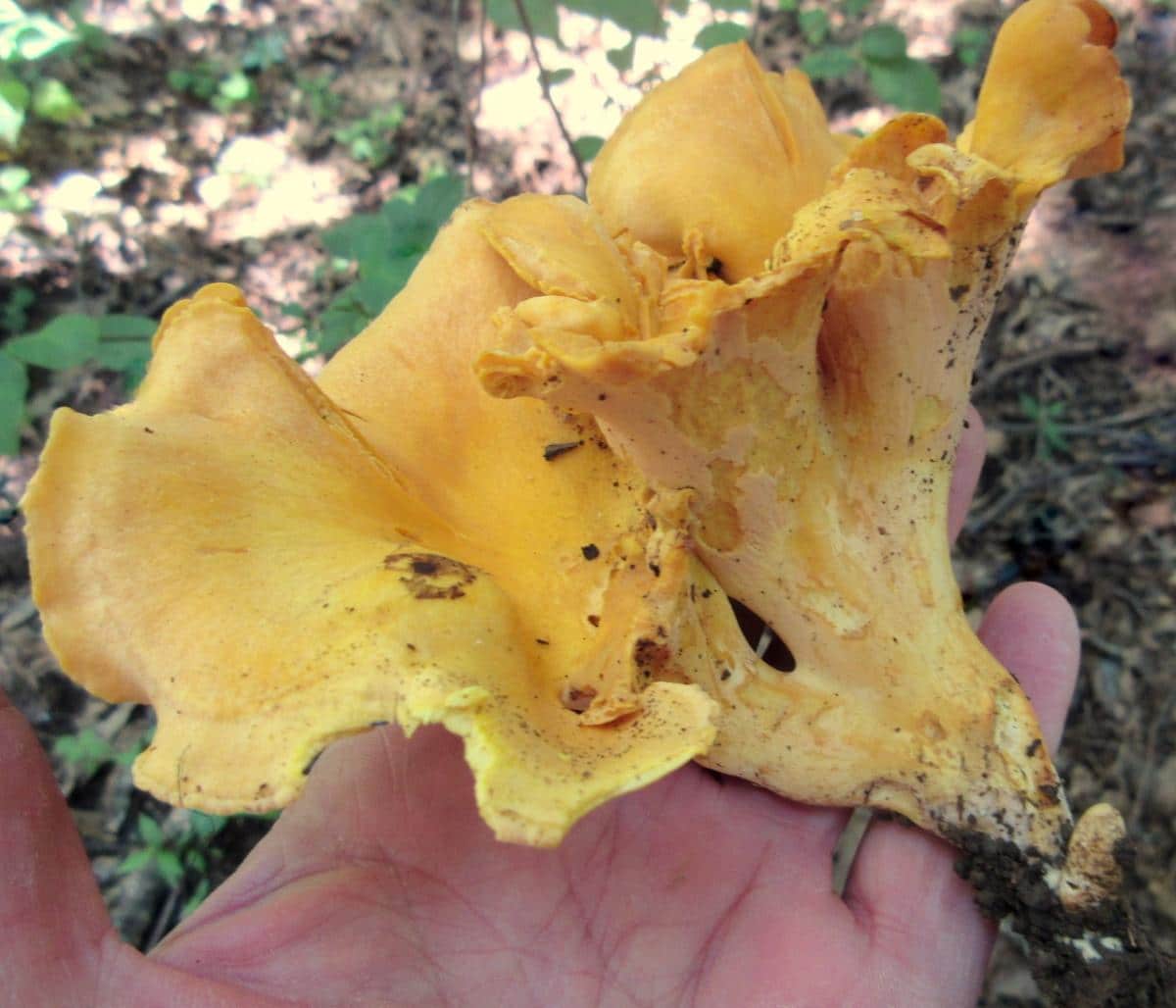 Cantharellus confluens