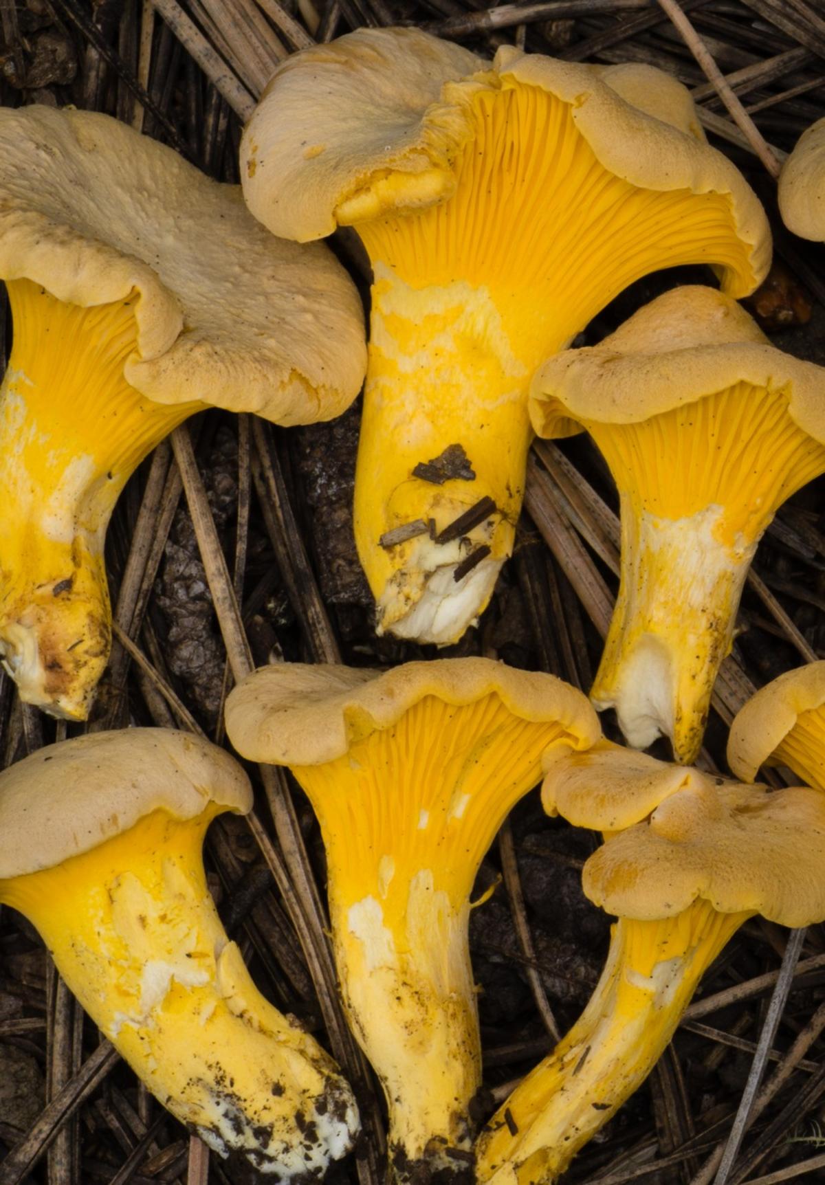 chanterelle, cantharellus
