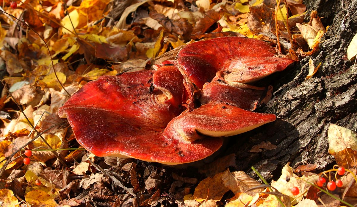 Beefsteak mushroom