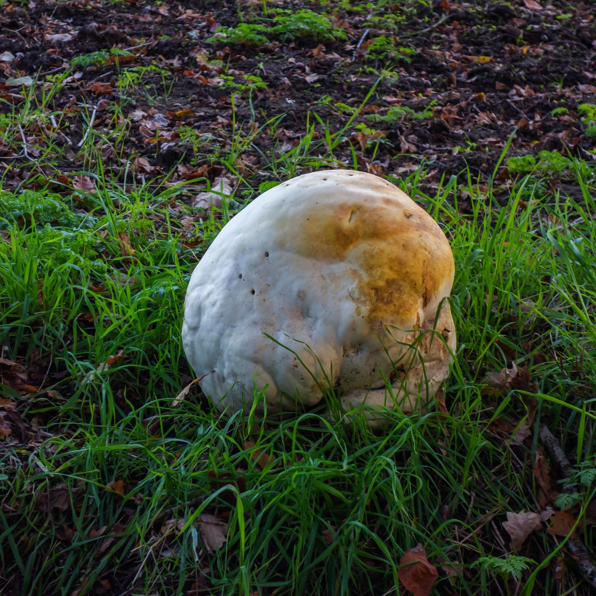 puffball going yellow