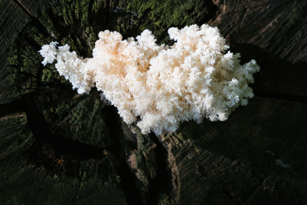 Lions mane may hold the key to many neurological diseases.