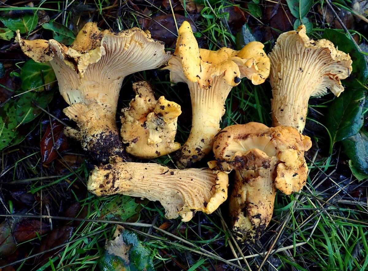 Cantharellus californicus