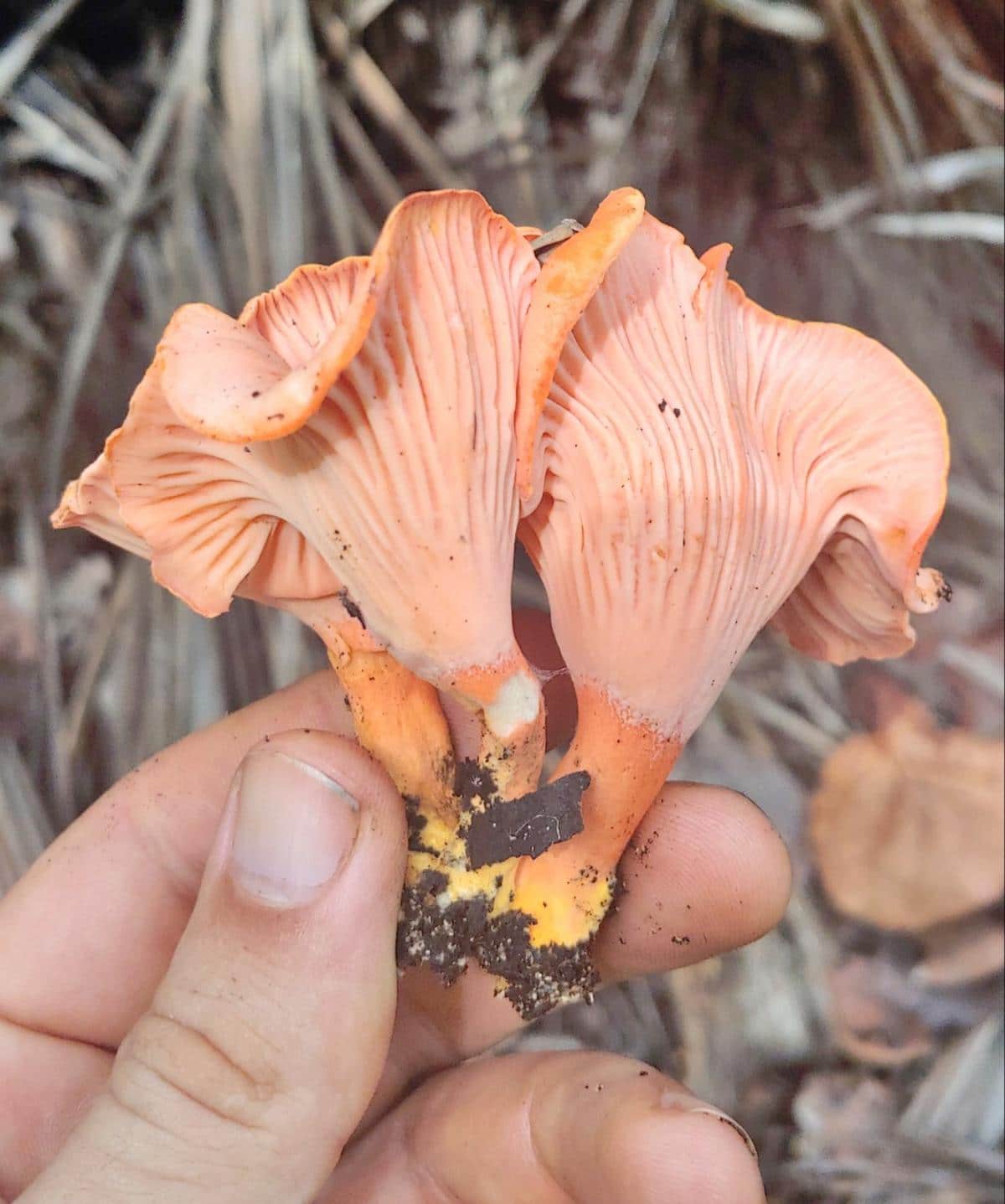 Cantharellus coccolobae