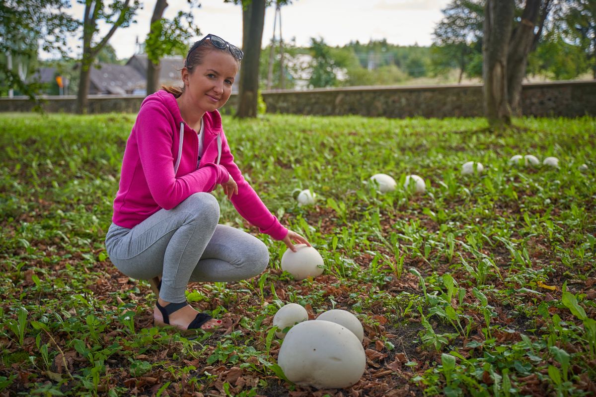 giant puffball