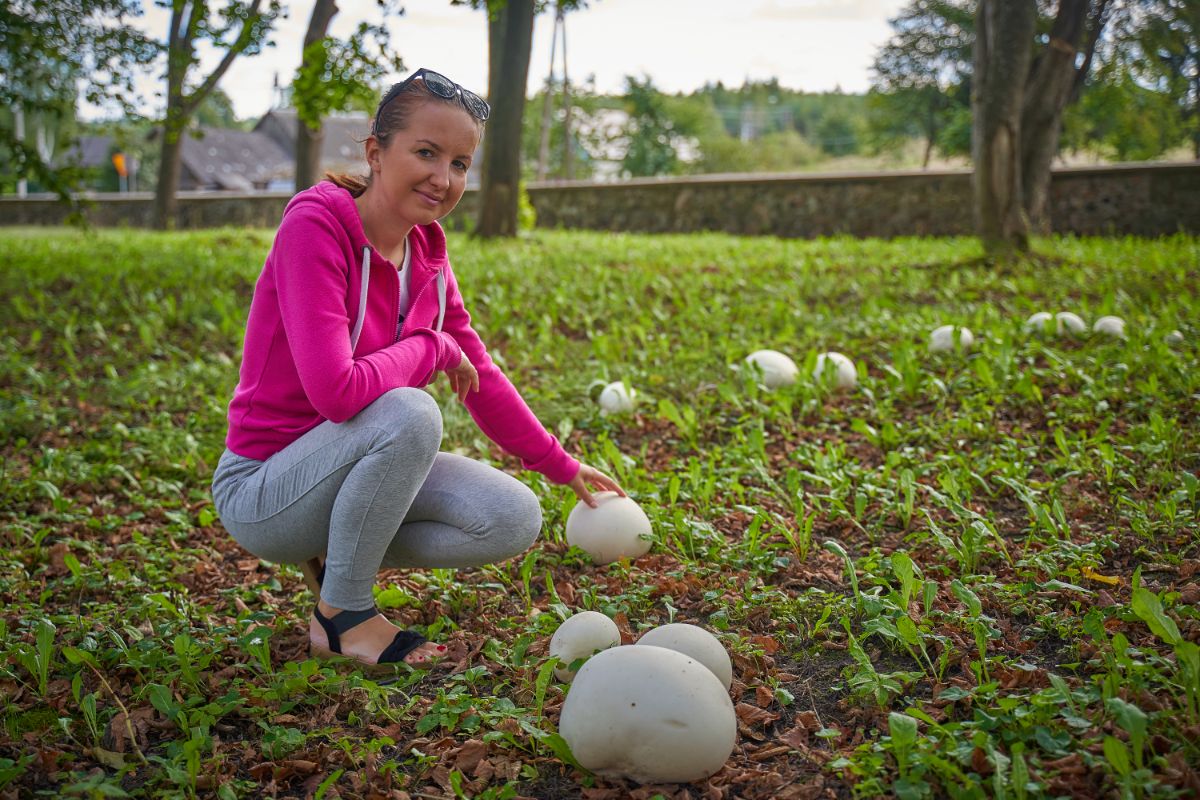 giant puffballs lawn mushrooms fairy ring