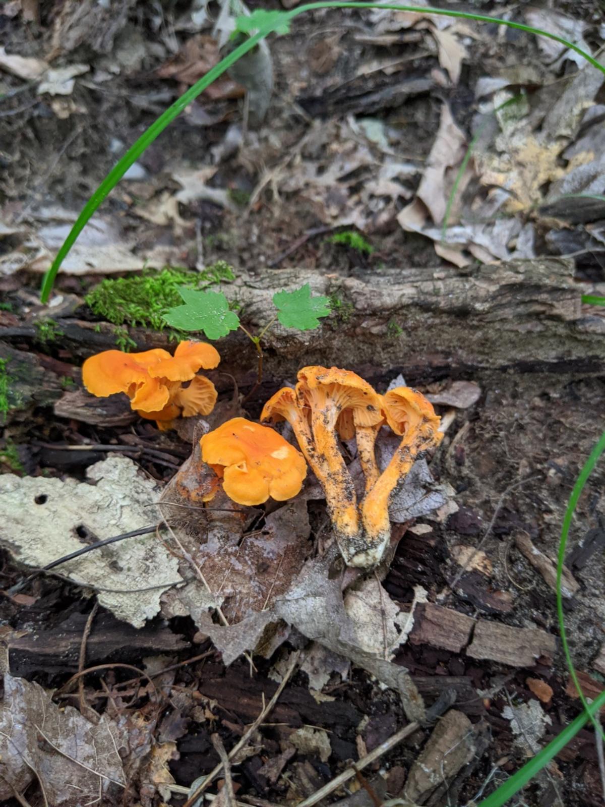 Cantharellus persicinus