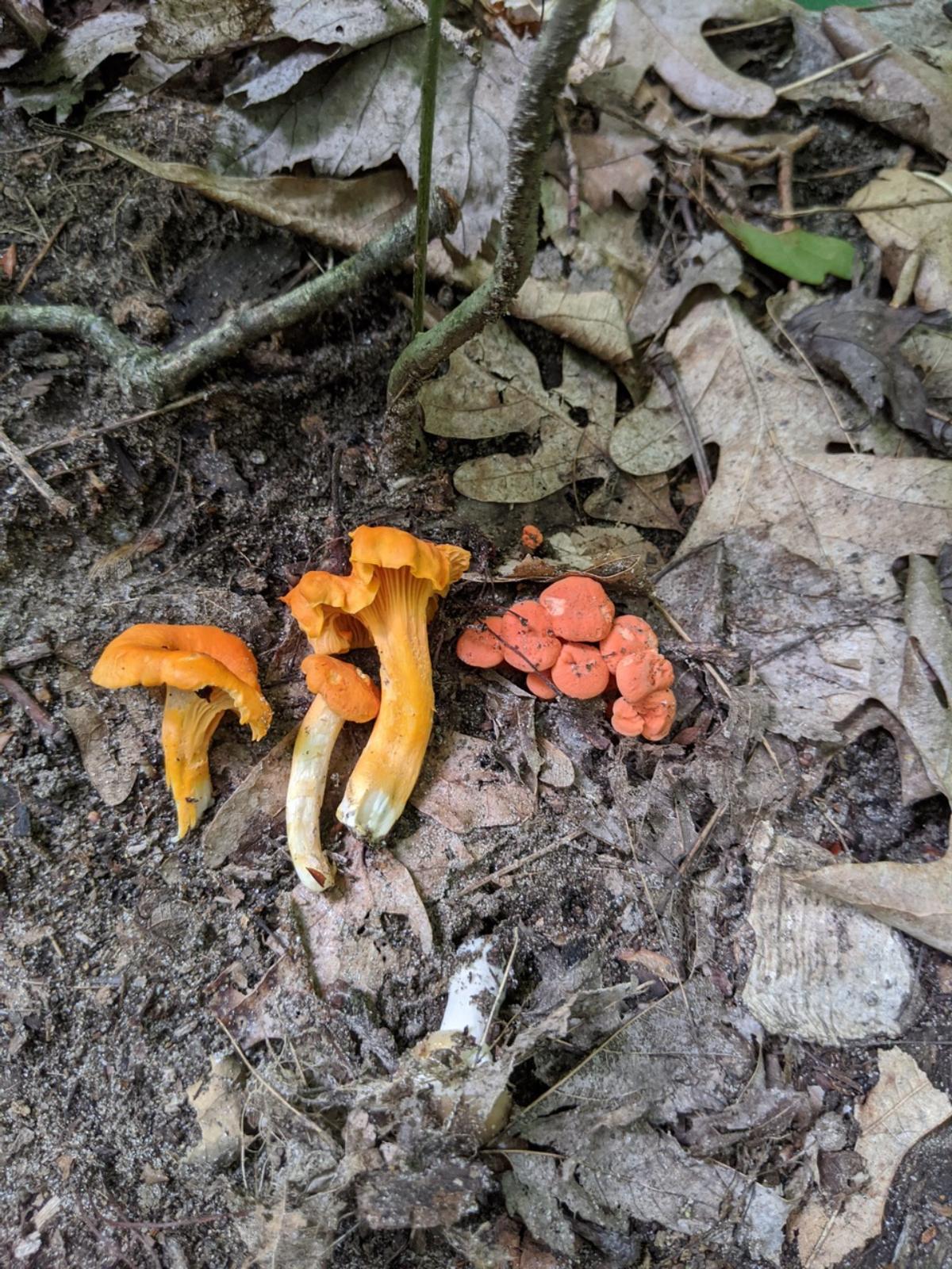 Cantharellus persicinus