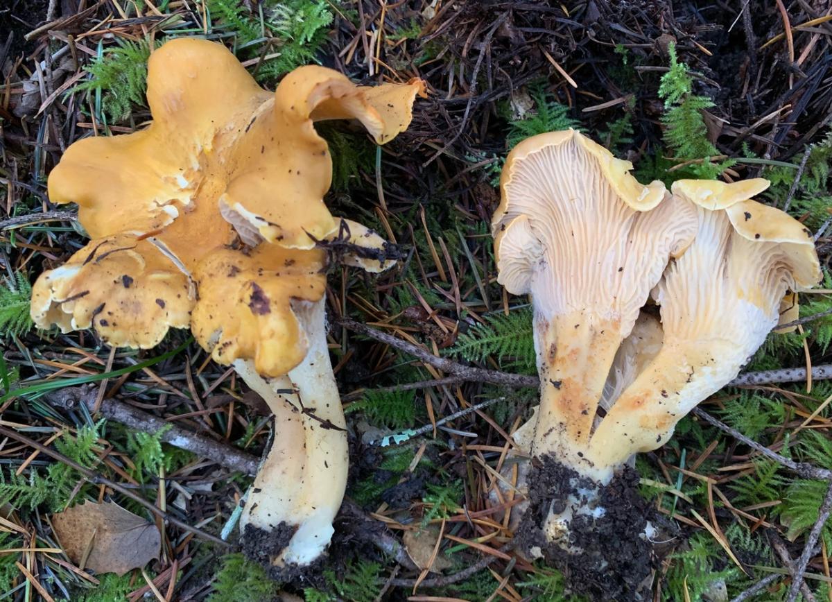 Cantharellus formosus 