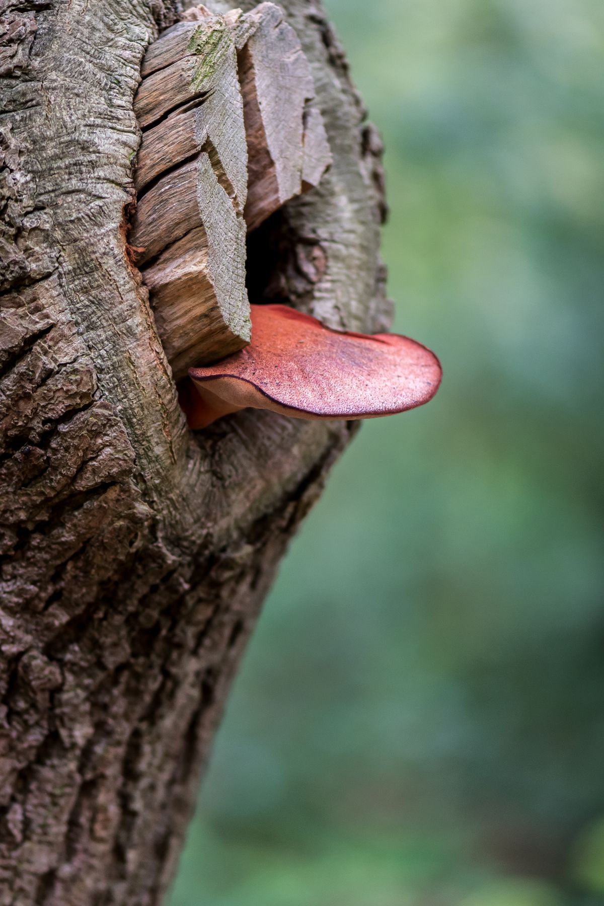 ox tongue fungus, beefsteak