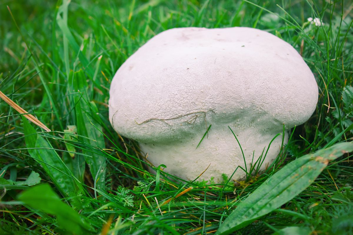 giant puff ball