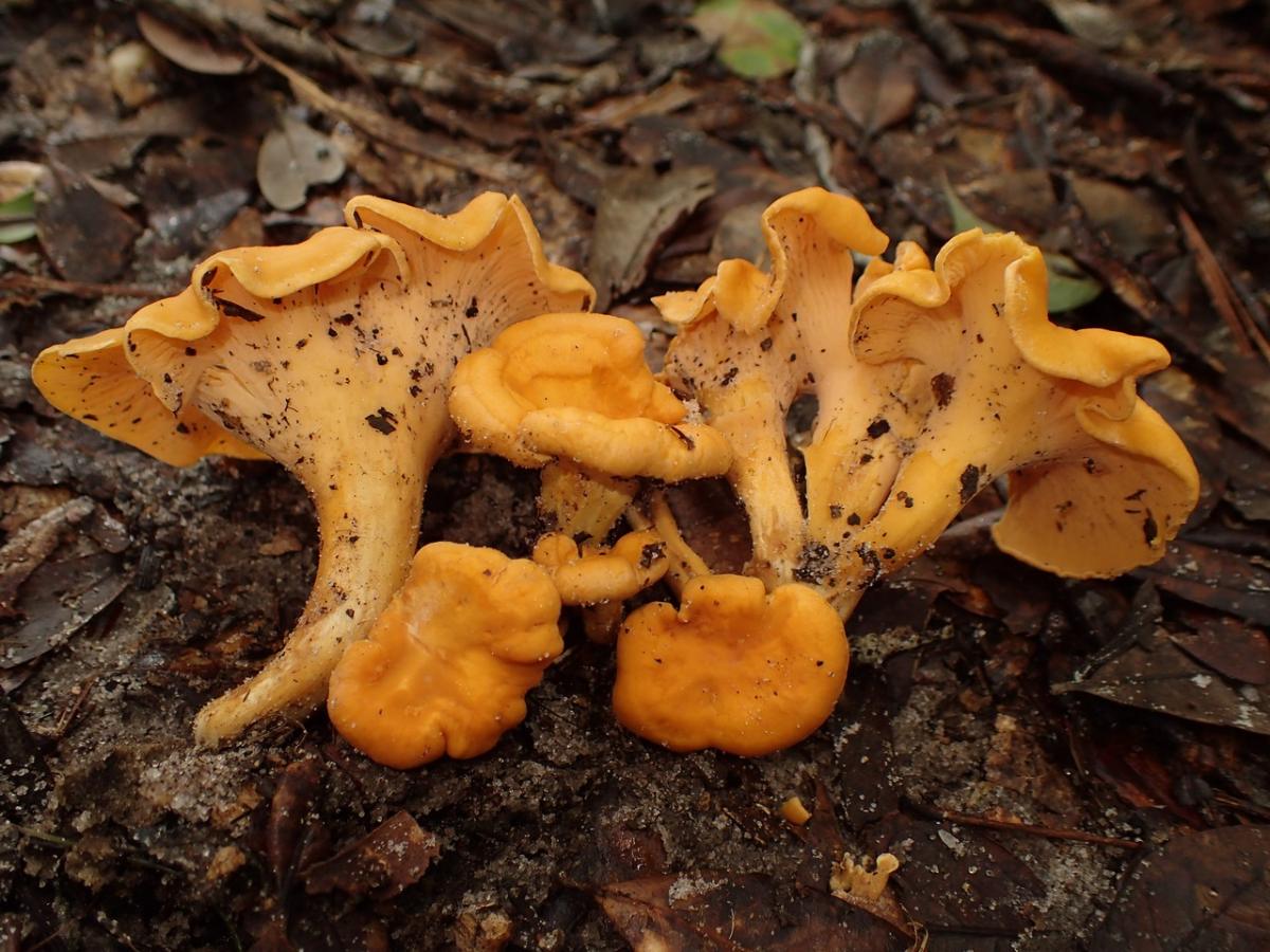 Cantharellus lateritius smooth chanterelle