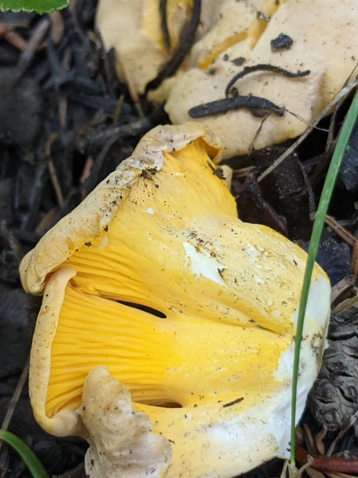 Cantharellus roeocanus