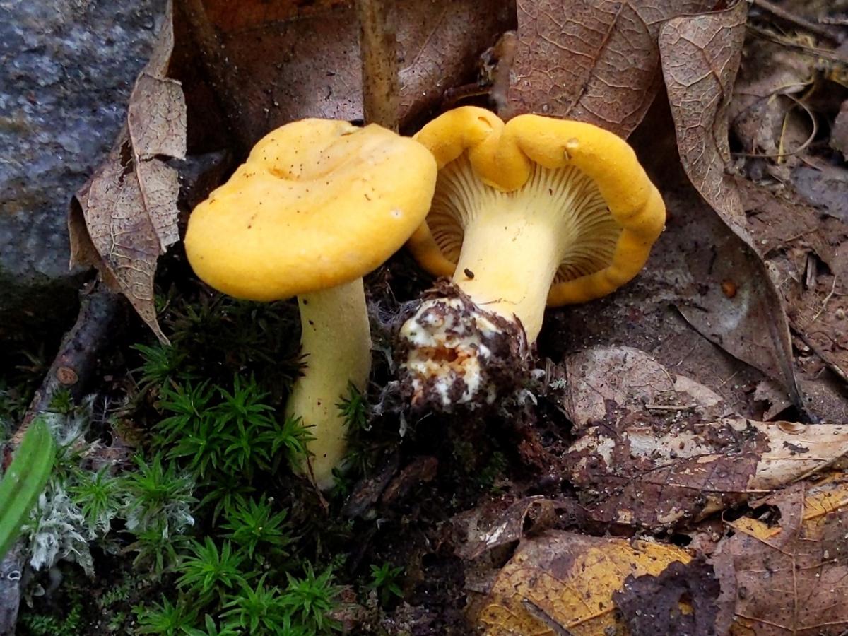 Cantharellus flavus