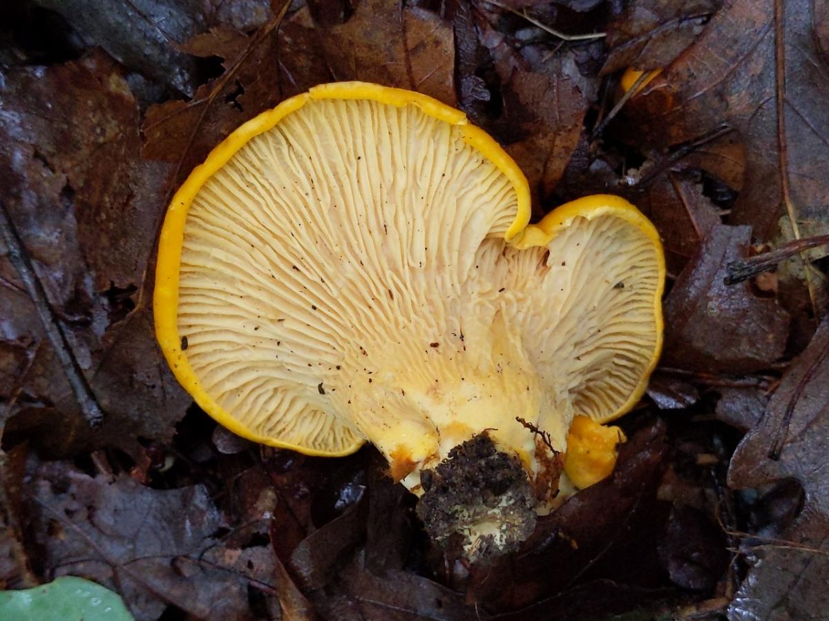 Cantharellus flavus