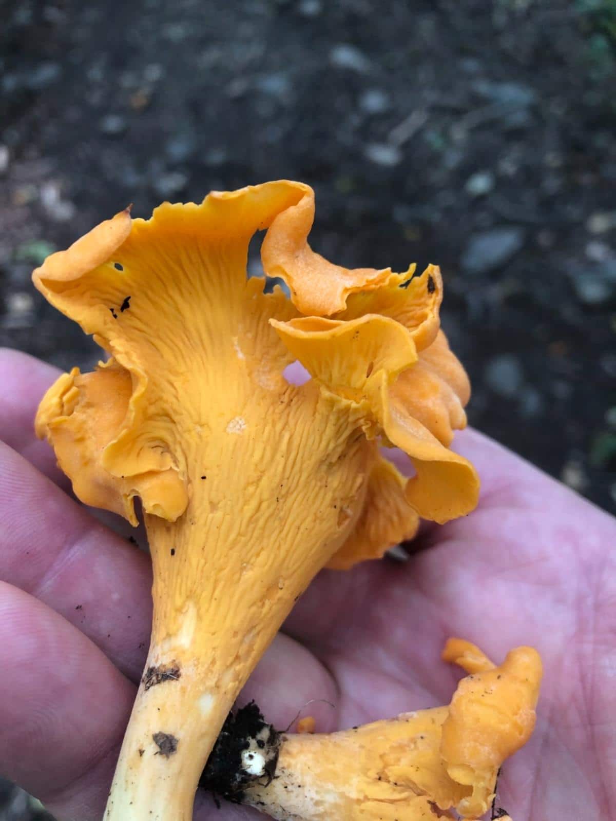 chanterelle