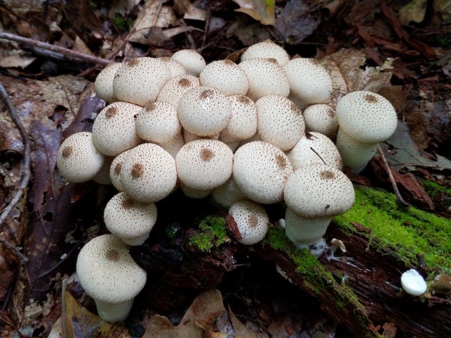 Lycoperdon perlatum