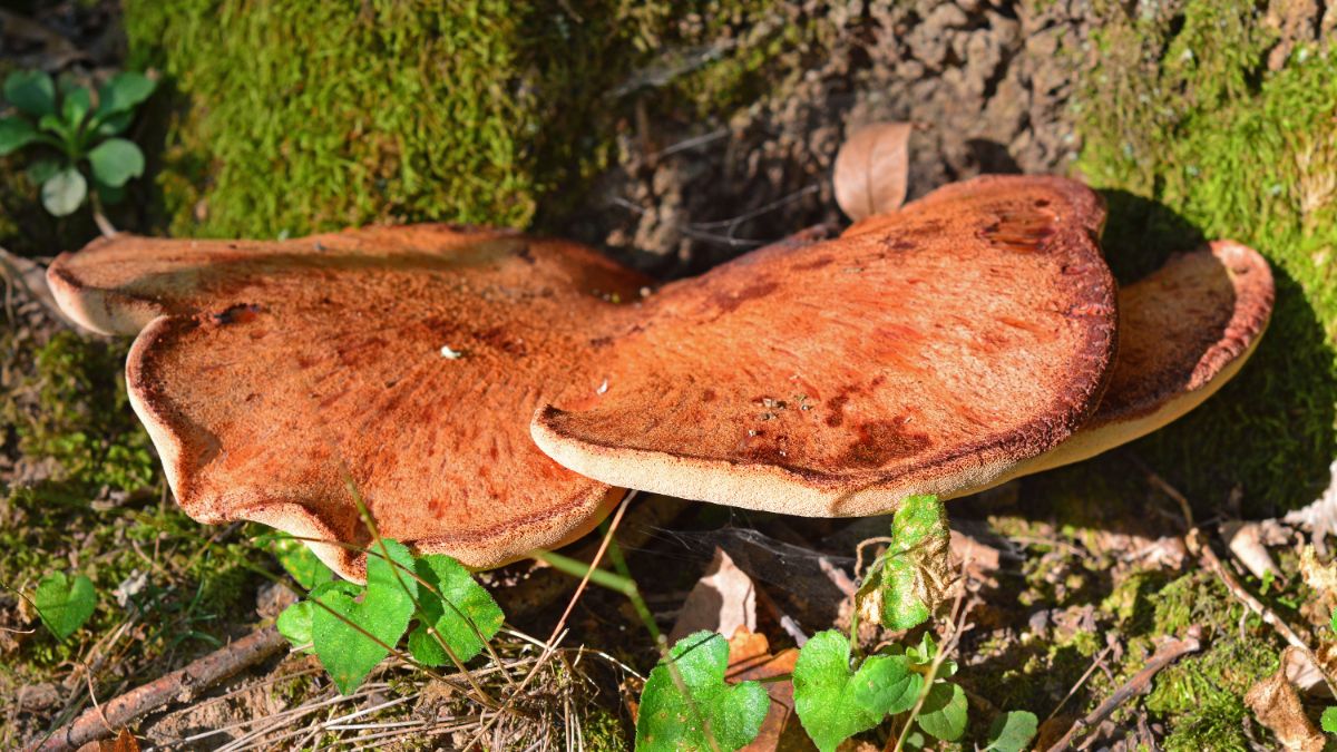 beefsteak mushroom