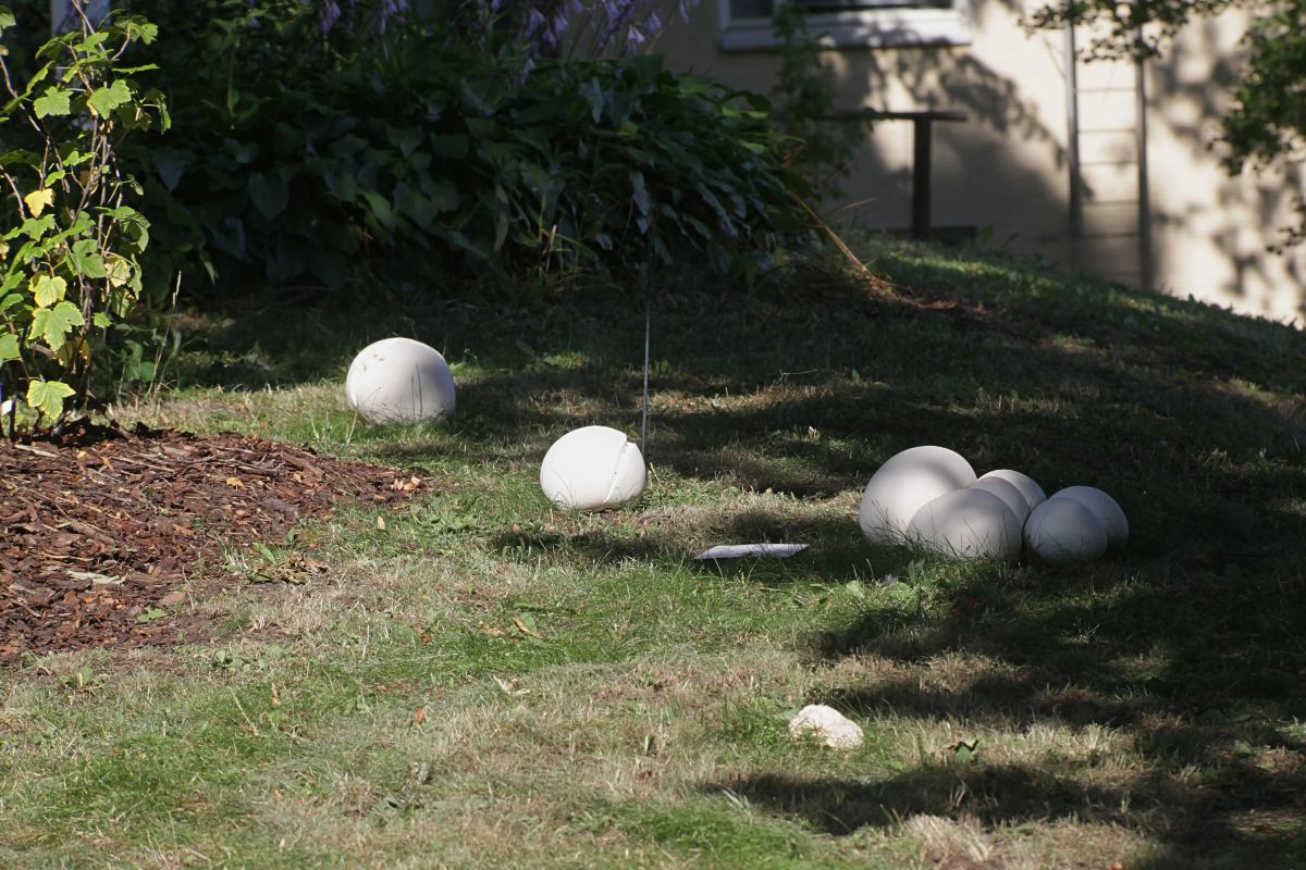 giant puffballs