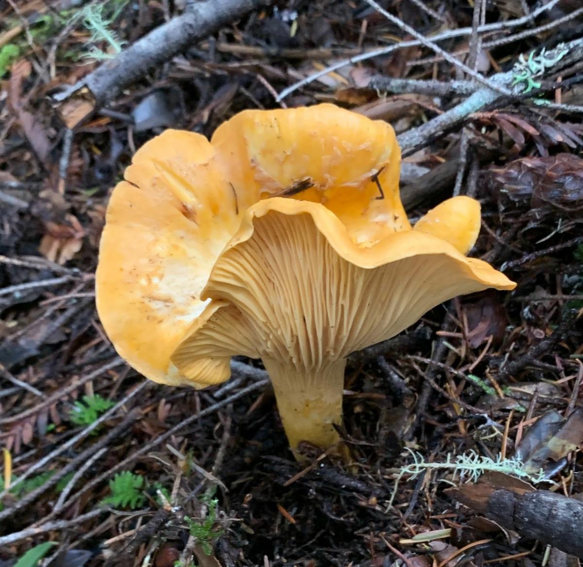 Cantharellus formosus 