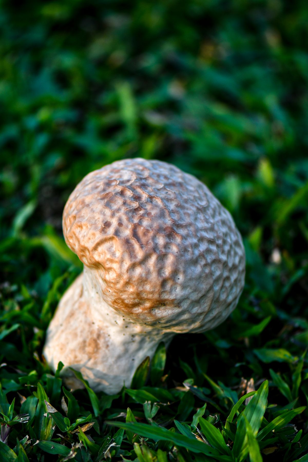 puffball mushroom in meadow