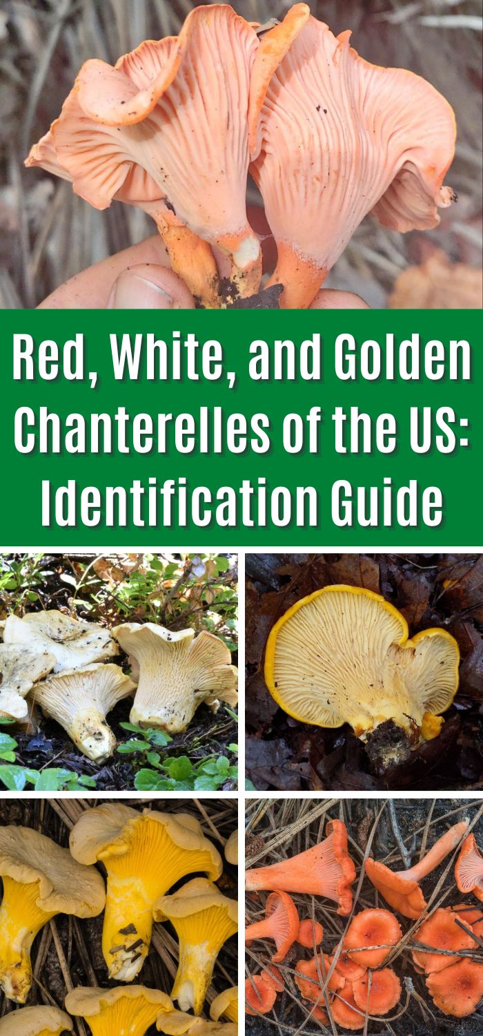 Red, White, and Golden Chanterelles of the US Identification Guide