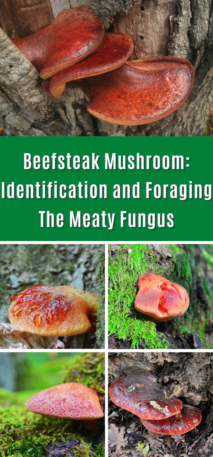 Beefsteak Mushroom Identification and Foraging The Meaty Fungus