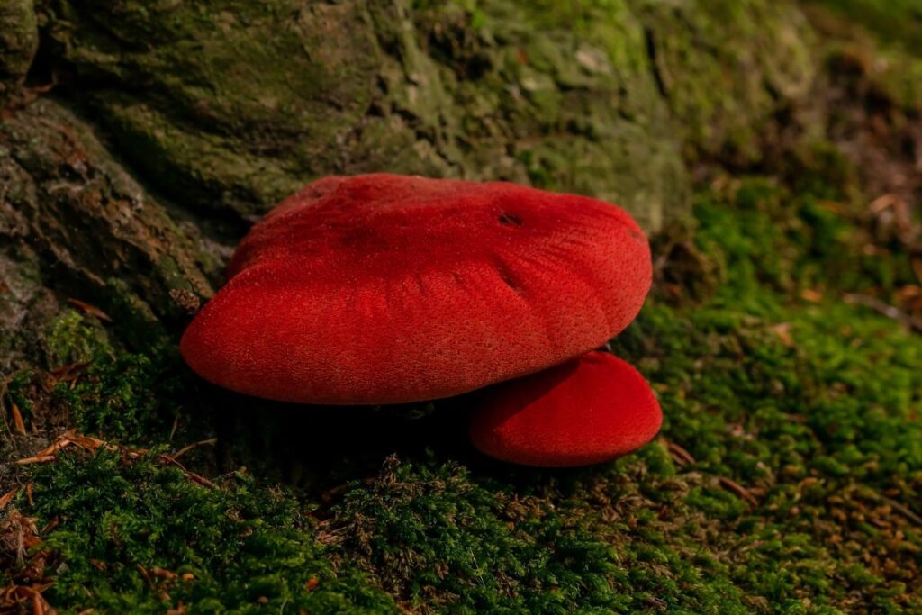 Beefsteak Mushroom Identification and Foraging The Meaty Fungus