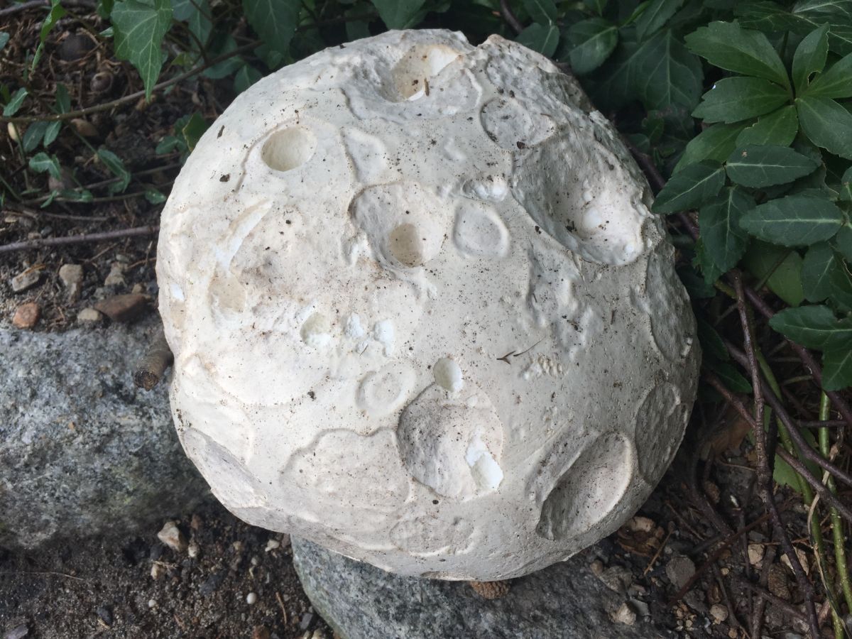 Big puffball on ground