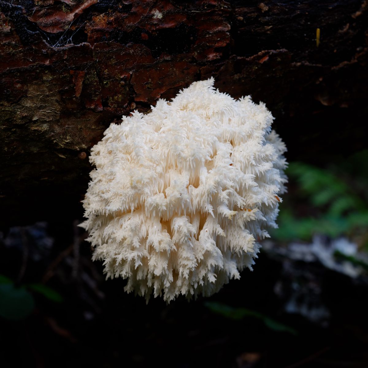 Hericium coralloides