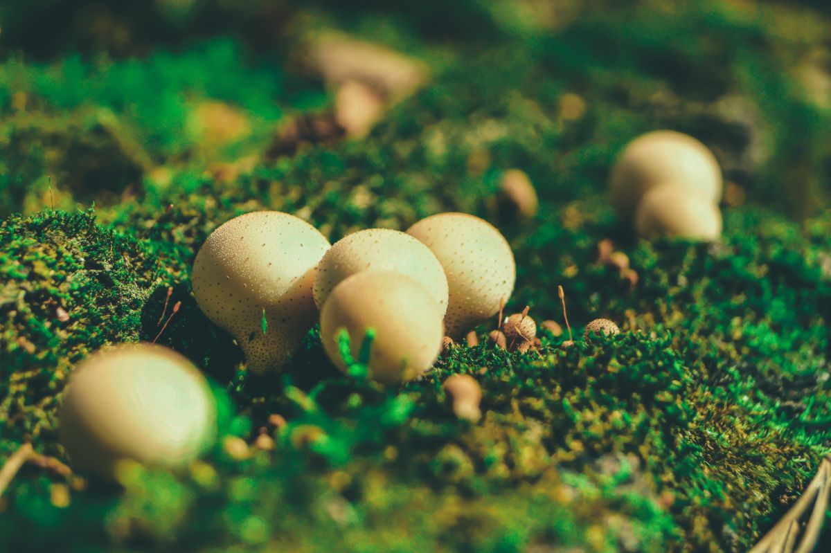 a few small puffballs on wood