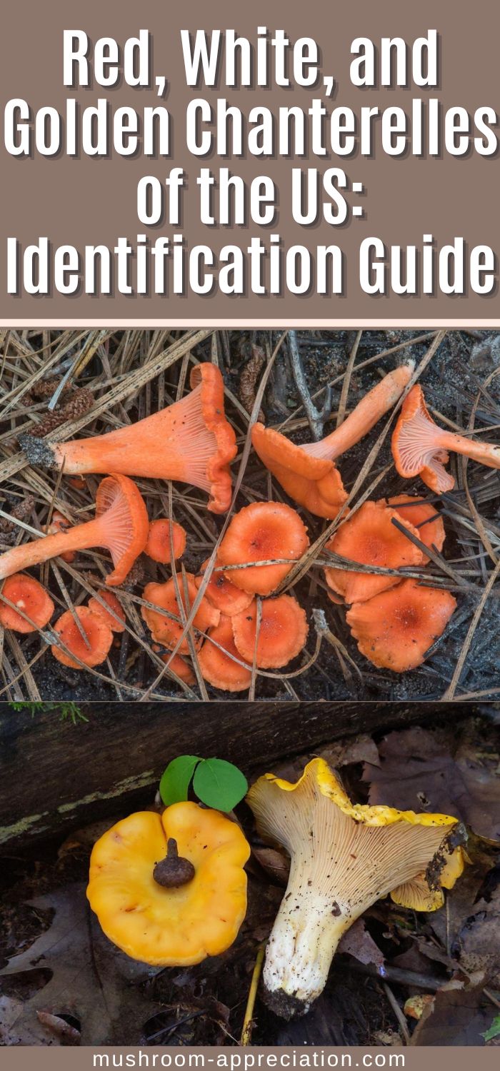 Red, White, and Golden Chanterelles of the US Identification Guide