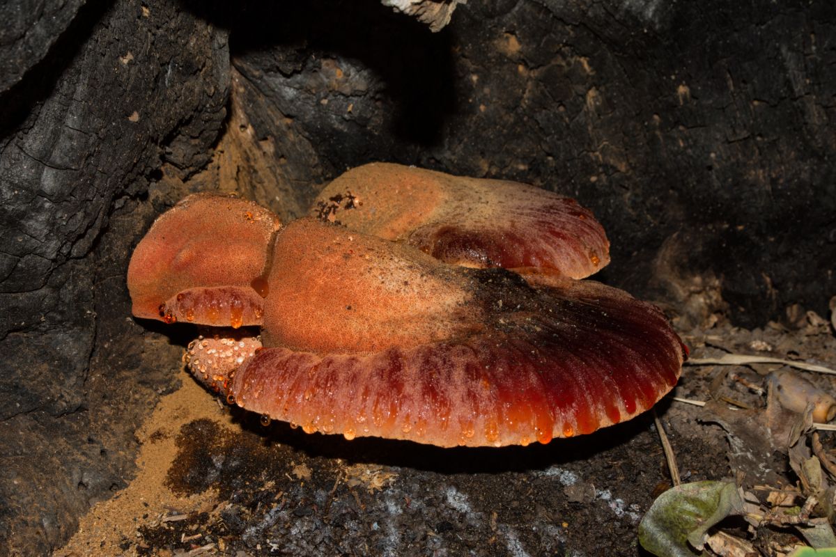 huge beefsteak mushroom