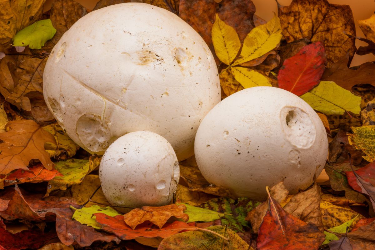 Trio of giant puffball mushrooms