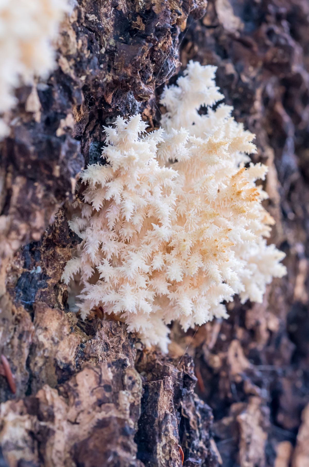 Hericium coralloides