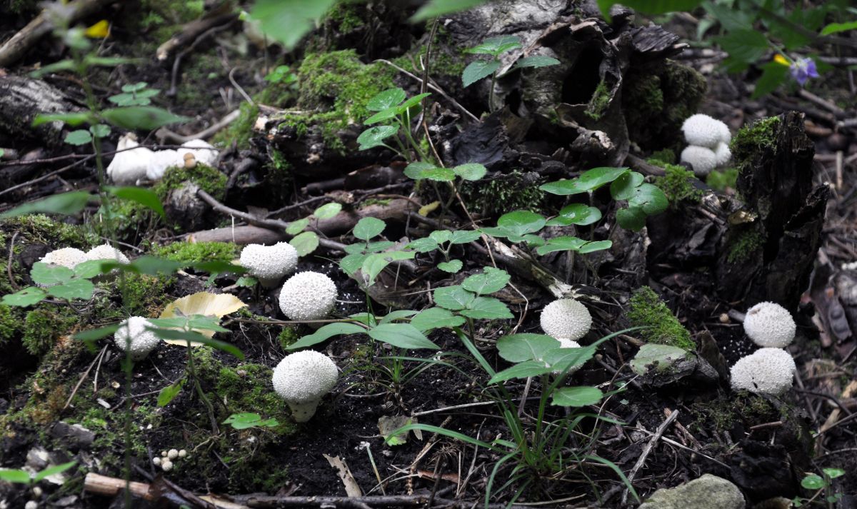 puffballs on forest floor