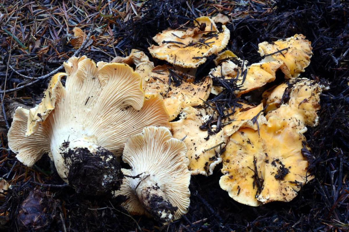 Cantharellus cascadensis