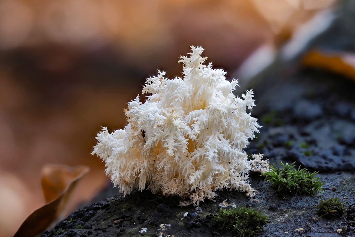 Hericium coralloides