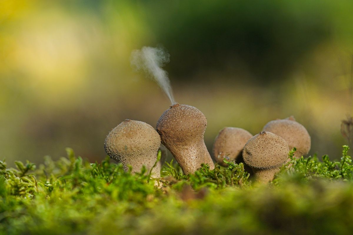 puffball releasing spores