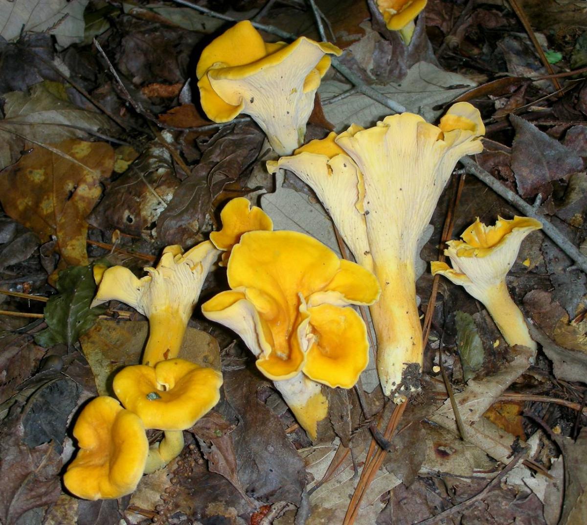 Cantharellus confluens