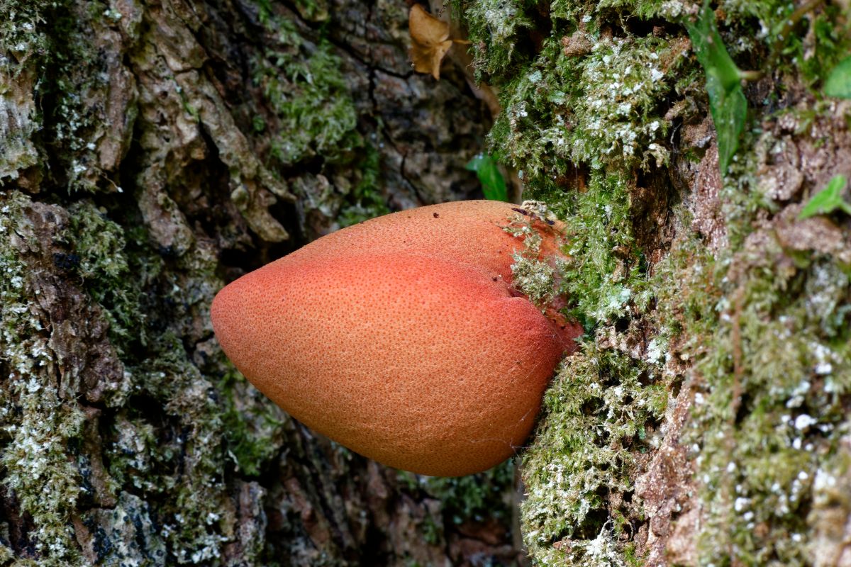 young beefsteak mushroom looks like a strawberry