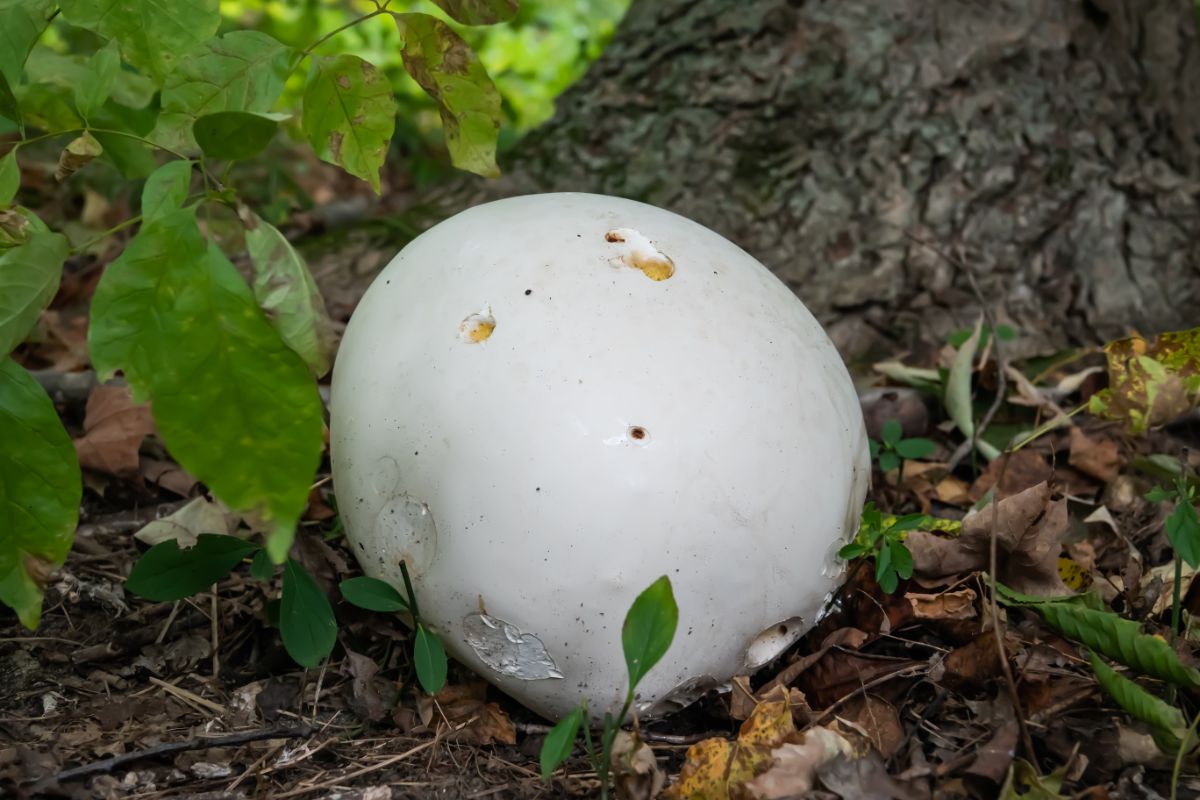giant puffball in the woods