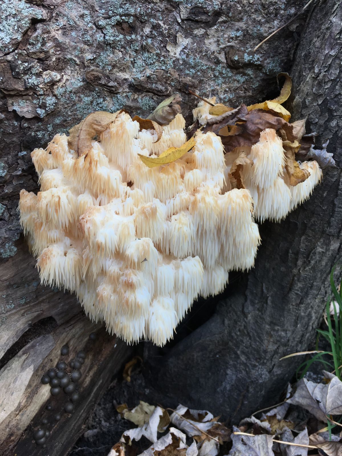 bears head tooth