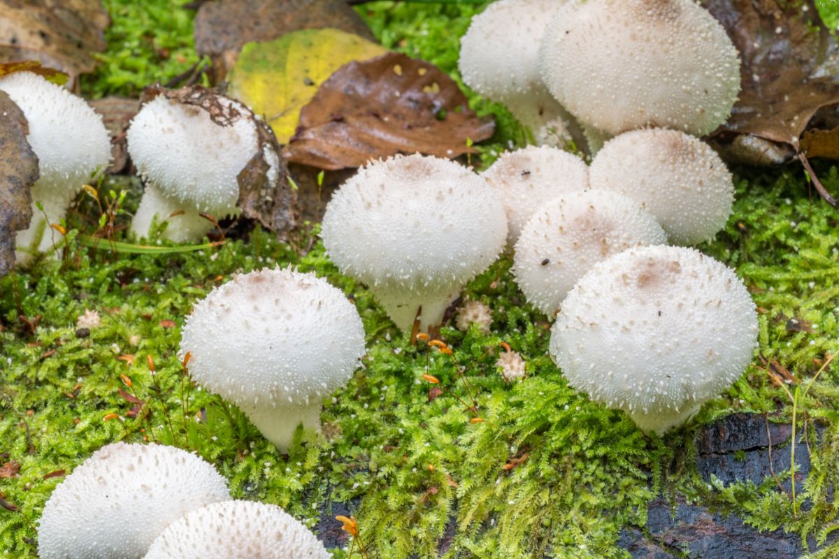 Puffball MushroomsAugust-September – Forest Mushrooms